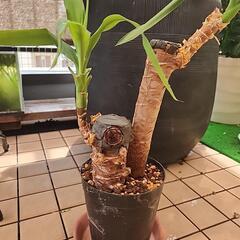 ユッカの画像