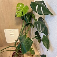 モンステラの画像