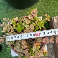 多肉植物の画像