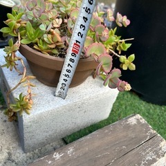 多肉植物の画像