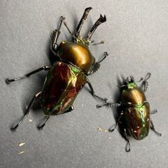 ニジイロクワガタ幼虫５匹セットの画像