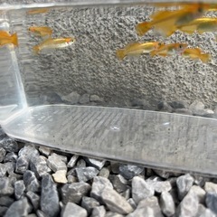 べっ甲メダカ(稚魚)の画像