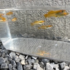 べっ甲メダカ(稚魚)の画像