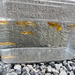 べっ甲メダカ(稚魚)の画像