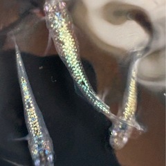 クロノス メダカ　有精卵　20粒の画像