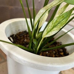 スパティフィラム　斑入り　観葉植物の画像