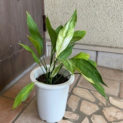 スパティフィラム　斑入り　観葉植物の画像