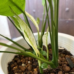 スパティフィラム　斑入り　観葉植物の画像