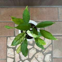 スパティフィラム　斑入り　観葉植物の画像