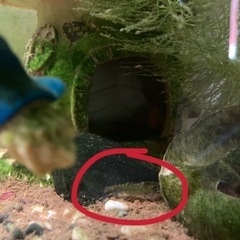 ミッキーマウスプラティ5匹+ミナミヌマエビ5匹+水草(マツモ)の画像
