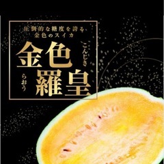 【早く引き渡し出来る方限定‼️】金色羅皇（こんじきらおう）スイカ③の画像