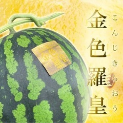 【早く引き渡し出来る方限定‼️】金色羅皇（こんじきらおう）スイカ③の画像