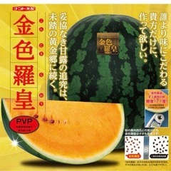 【早く引き渡し出来る方限定‼️】金色羅皇（こんじきらおう）スイカ③の画像