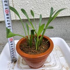 ➌【メダカと相◎】ナガバオモダカ3株　コインウォーター付き！ビオトープに！ の画像