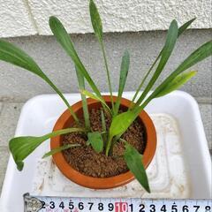 ➌【メダカと相◎】ナガバオモダカ3株　コインウォーター付き！ビオトープに！ の画像