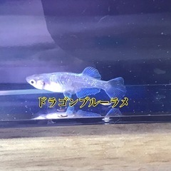 メダカの稚魚10匹の画像