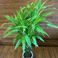 ラッキーバンブー　観葉植物の画像