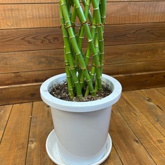 ラッキーバンブー　観葉植物の画像