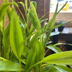 ラッキーバンブー　観葉植物の画像
