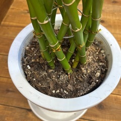 ラッキーバンブー　観葉植物の画像
