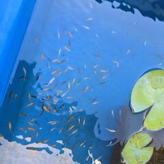 【取引中】この夏産まれたメダカの画像
