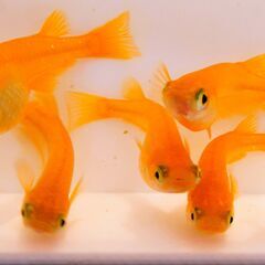 No.93【②楊貴妃MIXメダカ　稚魚 10匹 100円】の画像