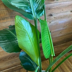 ストレリチア　観葉植物の画像