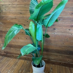 ストレリチア　観葉植物の画像