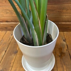 ストレリチア　観葉植物の画像