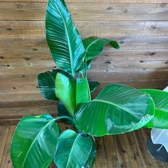 ストレリチア　観葉植物の画像