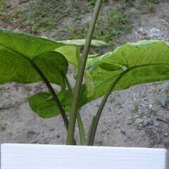 株分けしたシンゴニウムですの画像