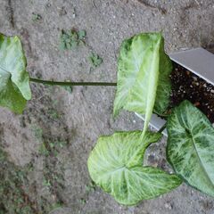 株分けしたシンゴニウムですの画像