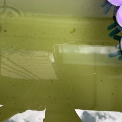 メダカ稚魚10匹 (ブラックスワン)の画像