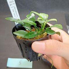 【水槽関連】アヌビアス　ジェイド⑤の画像