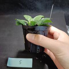 【水槽関連】アヌビアス　ジェイド⑤の画像