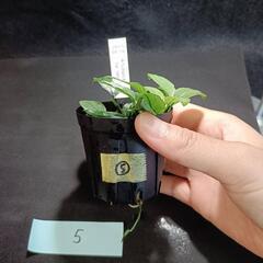 【水槽関連】アヌビアス　ジェイド⑤の画像
