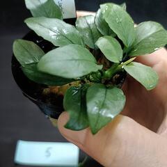 【水槽関連】アヌビアス　ジェイド⑤の画像