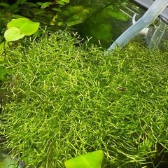 リシア 浮草 の画像
