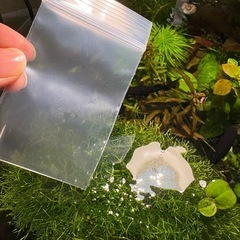 リシア 浮草 の画像