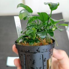 【水槽関連】アヌビアス　ペッチー④の画像
