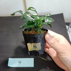 【水槽関連】アヌビアス　ペッチー④の画像