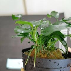 【水槽関連】アヌビアス　ペッチー④の画像