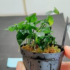 【水槽関連】アヌビアス　ペッチー④の画像