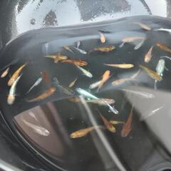 メダカミックスの画像
