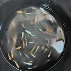 メダカミックスの画像
