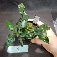 【水槽関連】アヌビアス　キリン⑤の画像