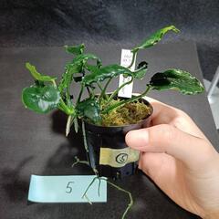 【水槽関連】アヌビアス　キリン⑤の画像