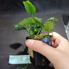 【水槽関連】アヌビアス　キリン⑤の画像