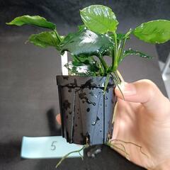 【水槽関連】アヌビアス　キリン⑤の画像