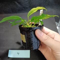 【水槽関連】アヌビアス　グラブラ④の画像
